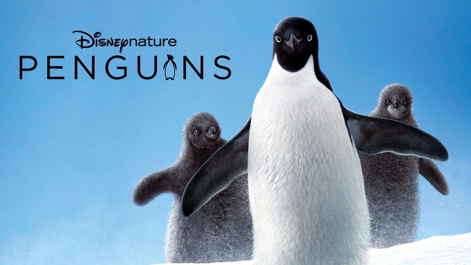 Foto do filme Pinguins