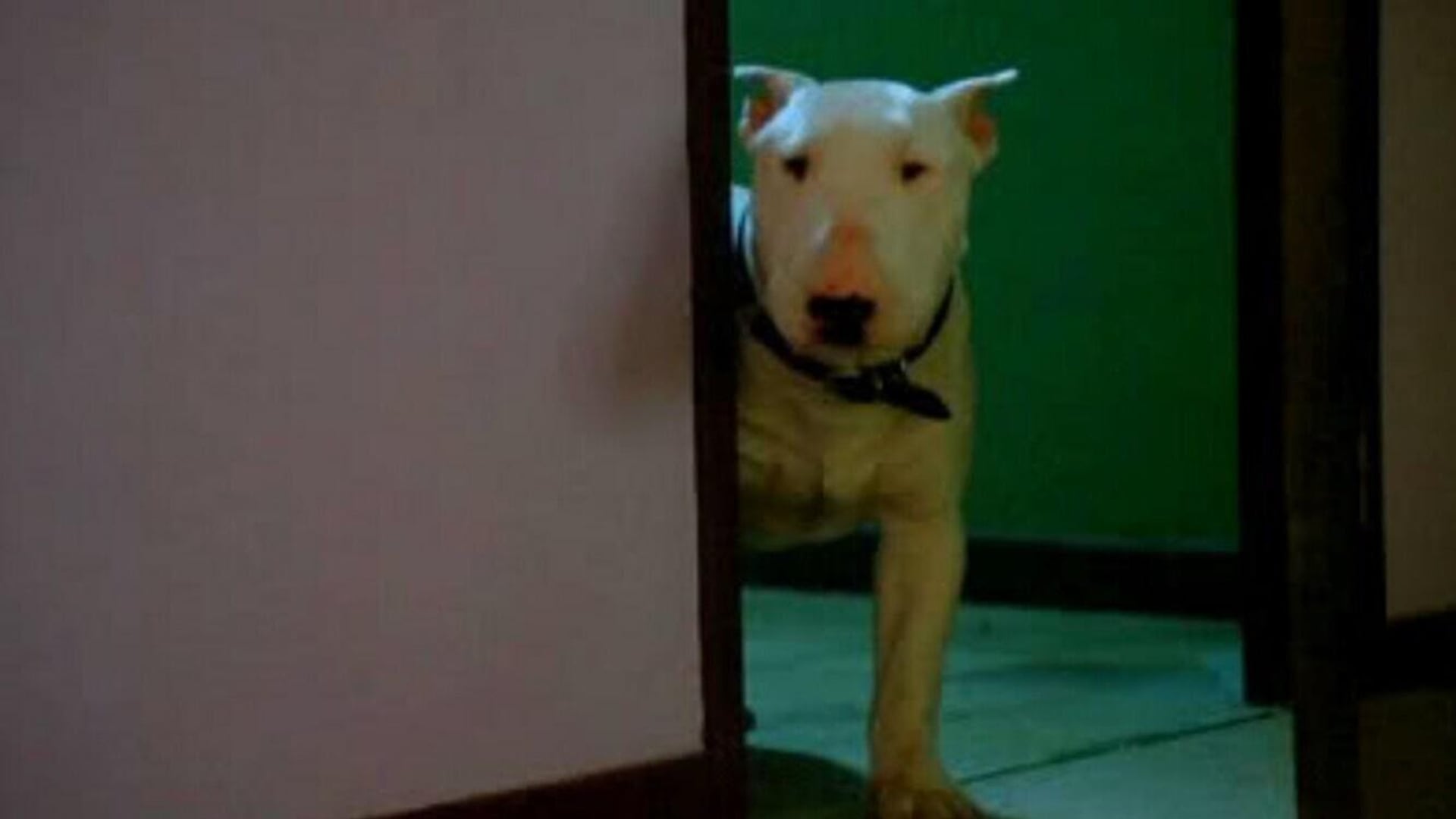Foto do filme Baxter