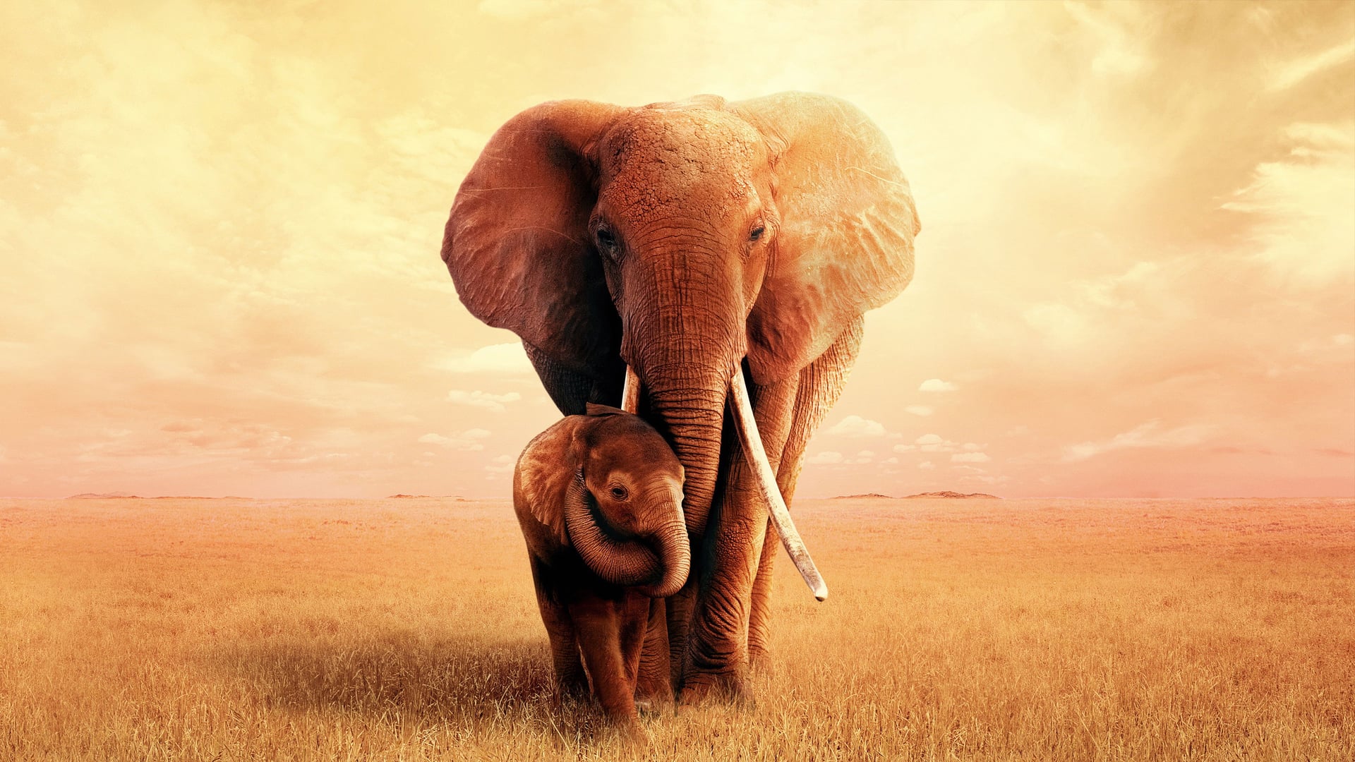 Foto do filme The Elephant Queen