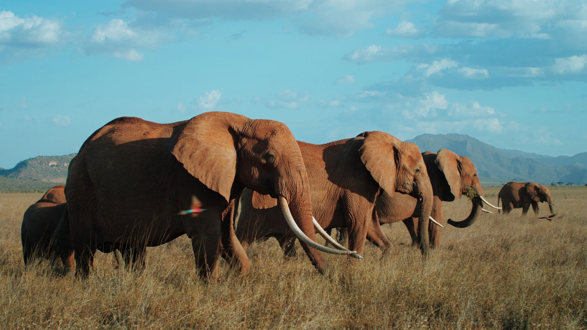 Foto do filme The Elephant Queen
