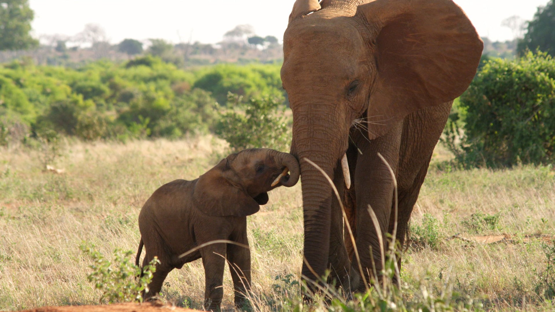 Foto do filme The Elephant Queen