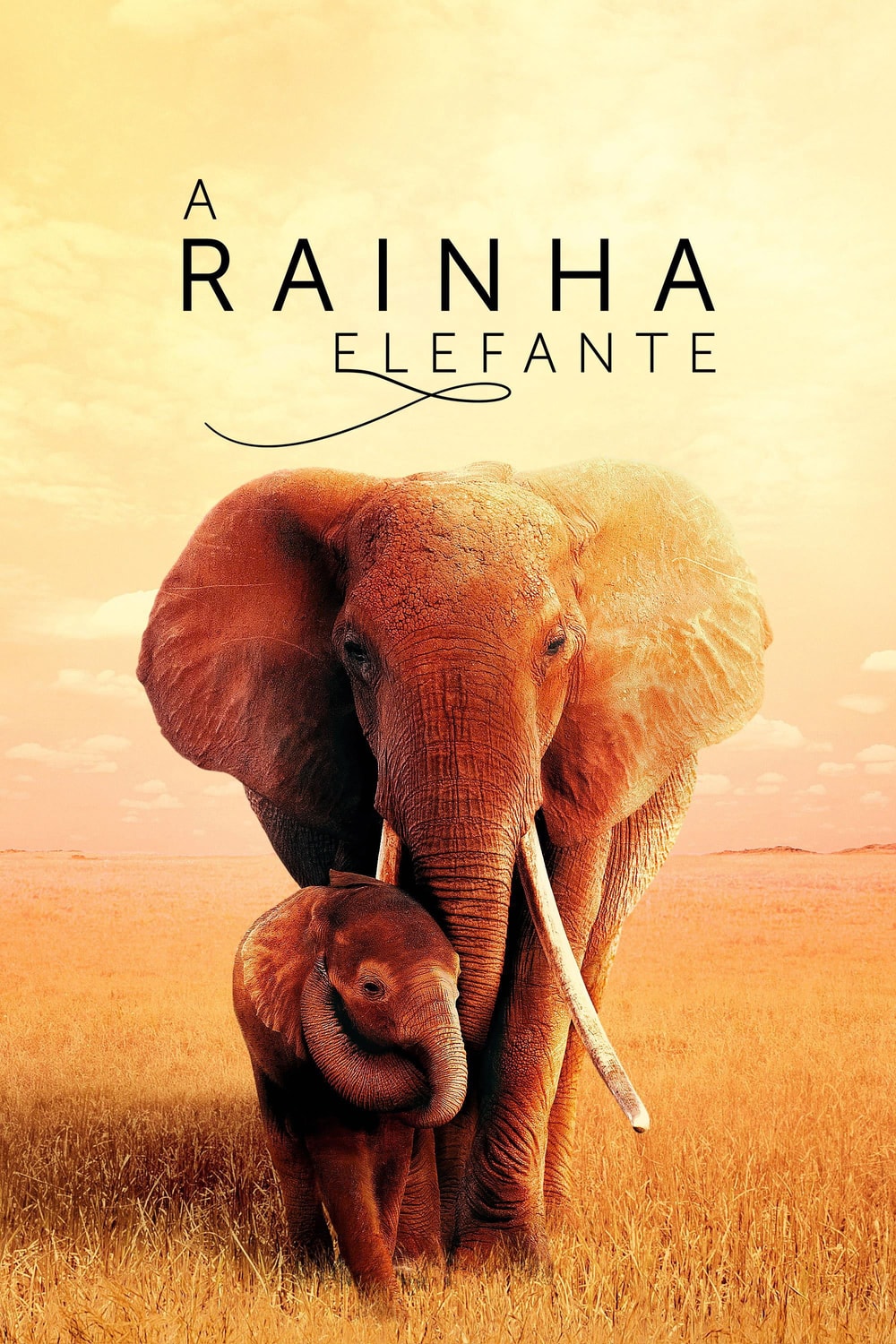 The Elephant Queen