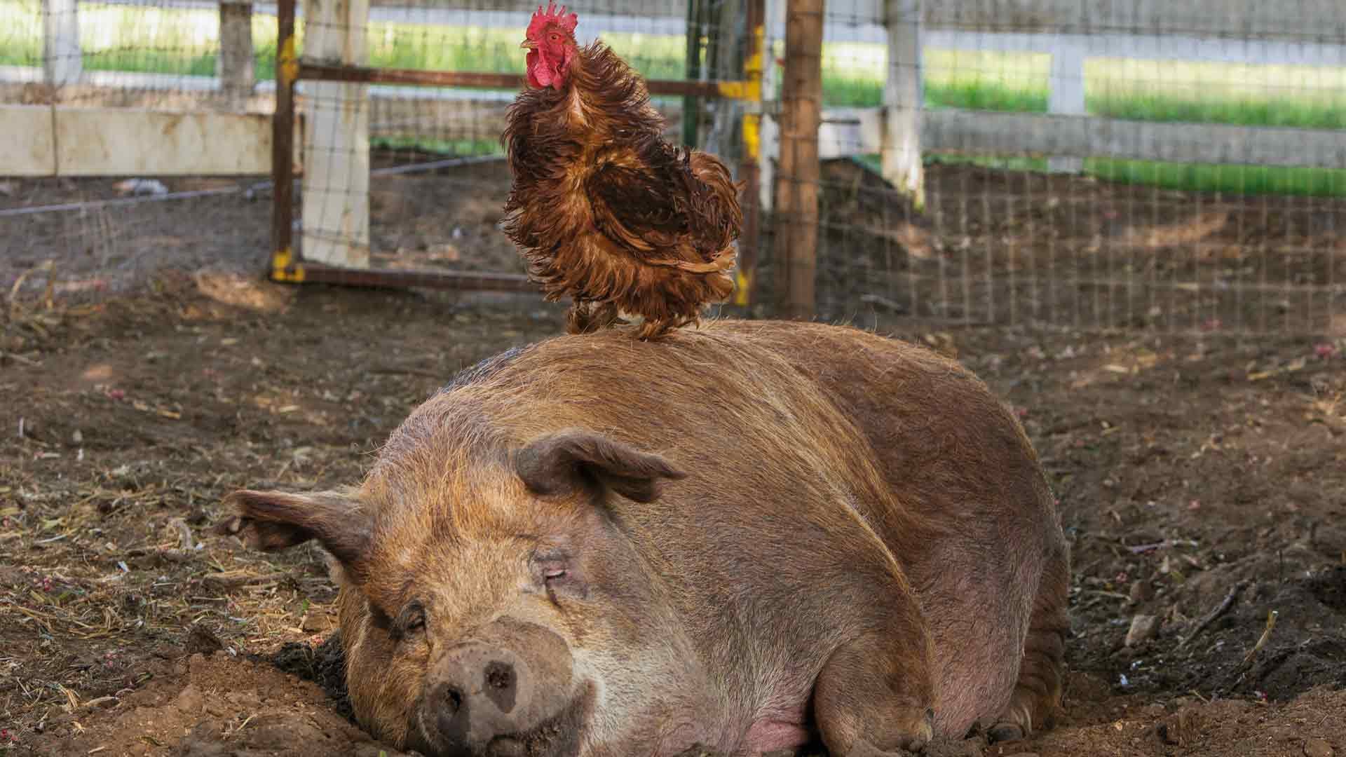 Foto do filme A Pequena Grande Fazenda