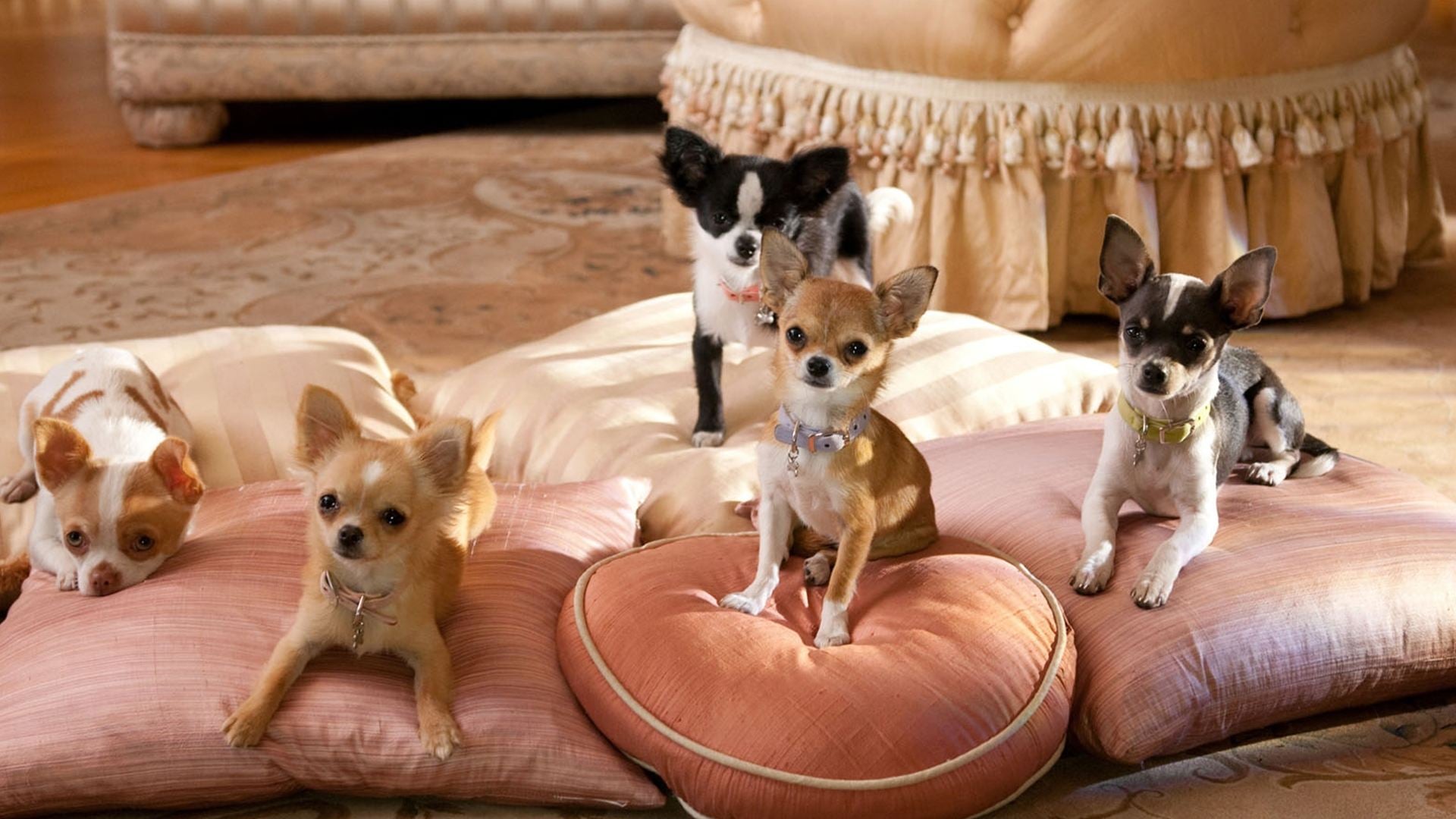 Foto do filme Perdido pra Cachorro 2