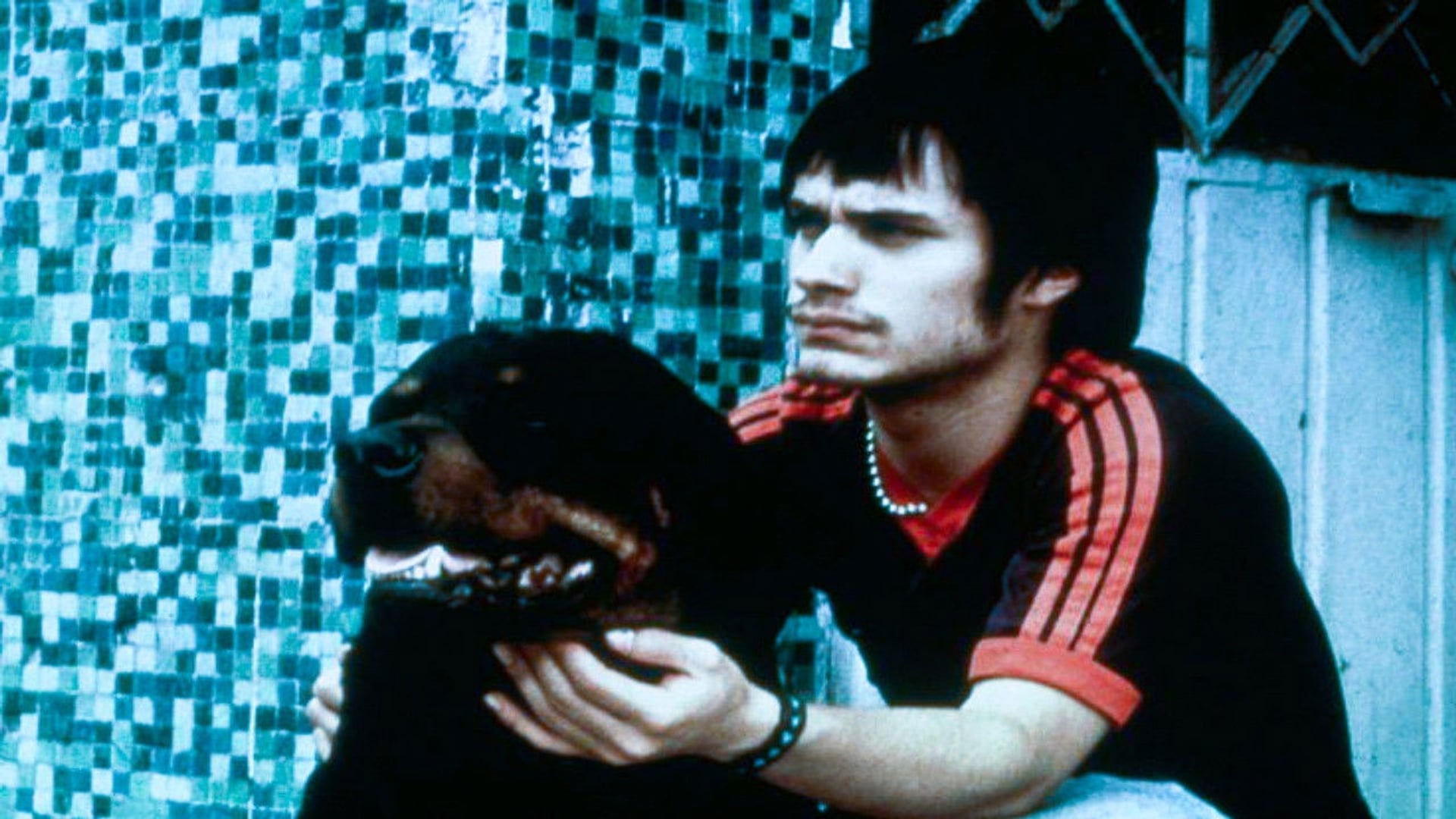 Foto do filme Amores Brutos