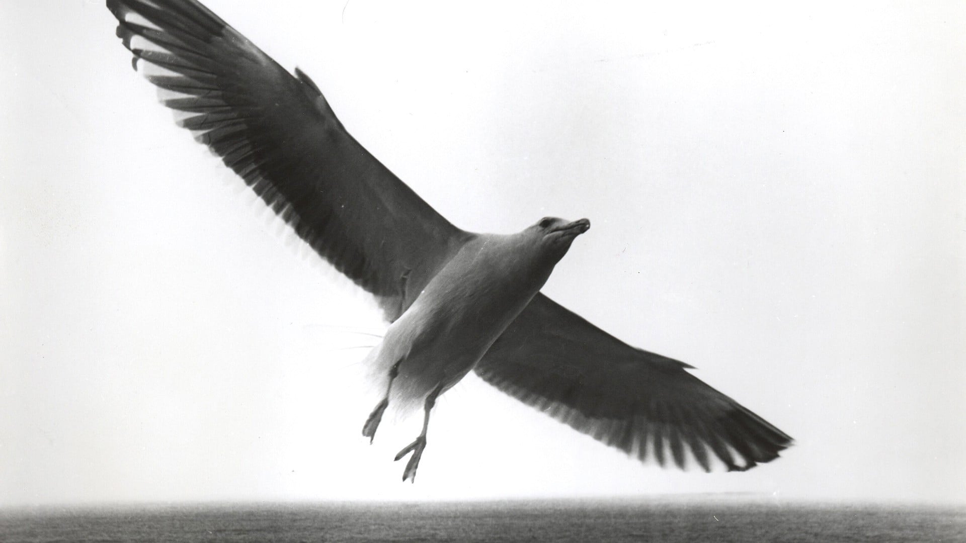 Foto do filme Fernão Capelo Gaivota