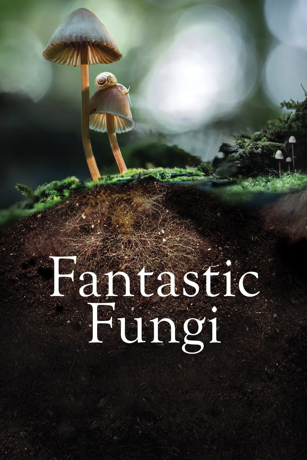 Fungos Fantásticos