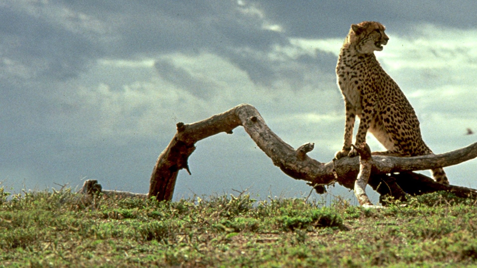 Foto do filme Cheetah