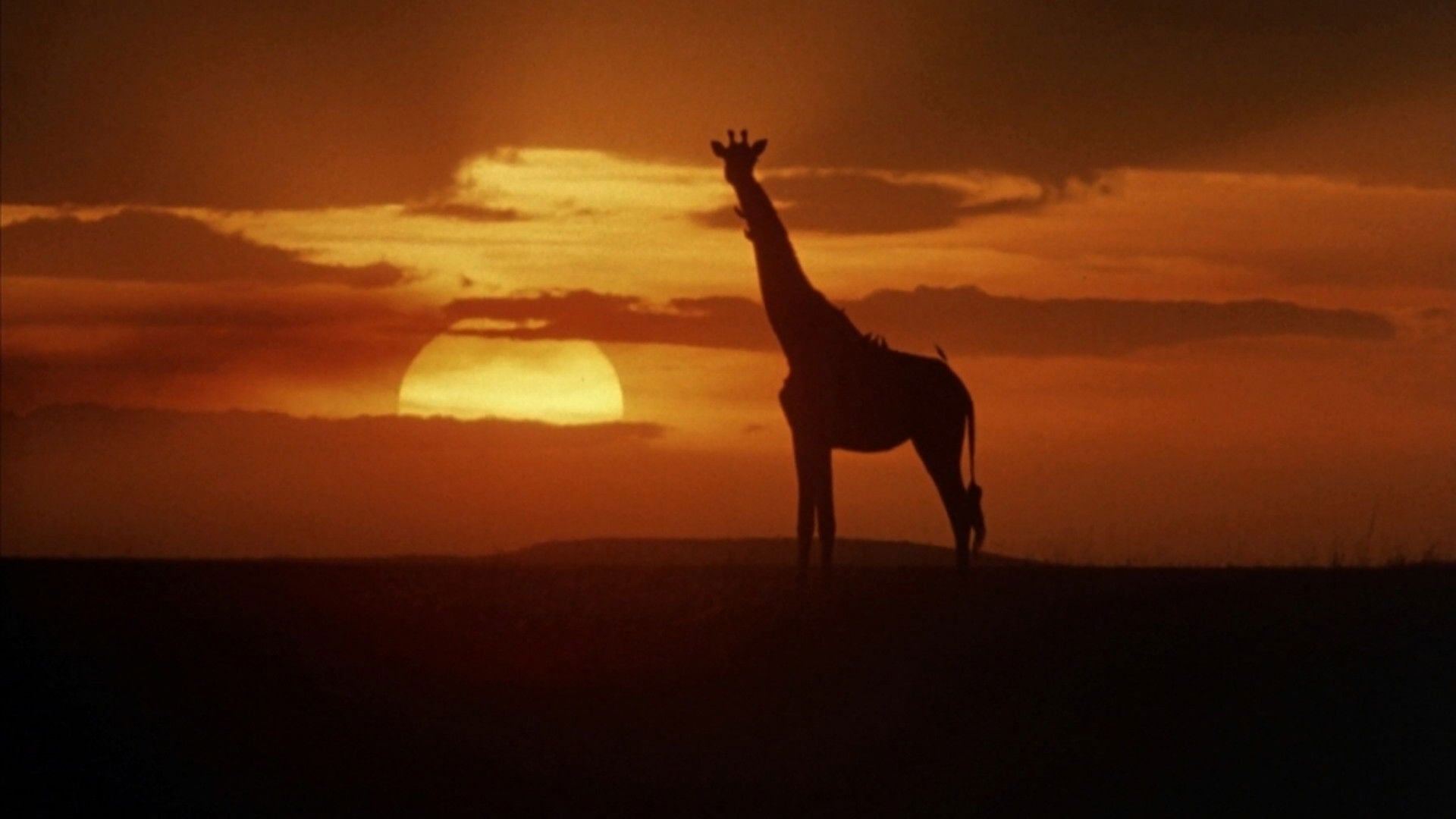 Foto do filme Cheetah