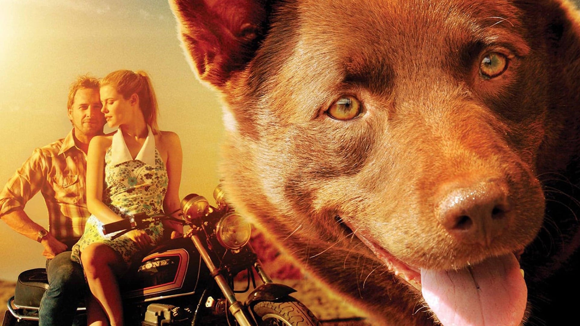 Foto do filme Cão Vermelho