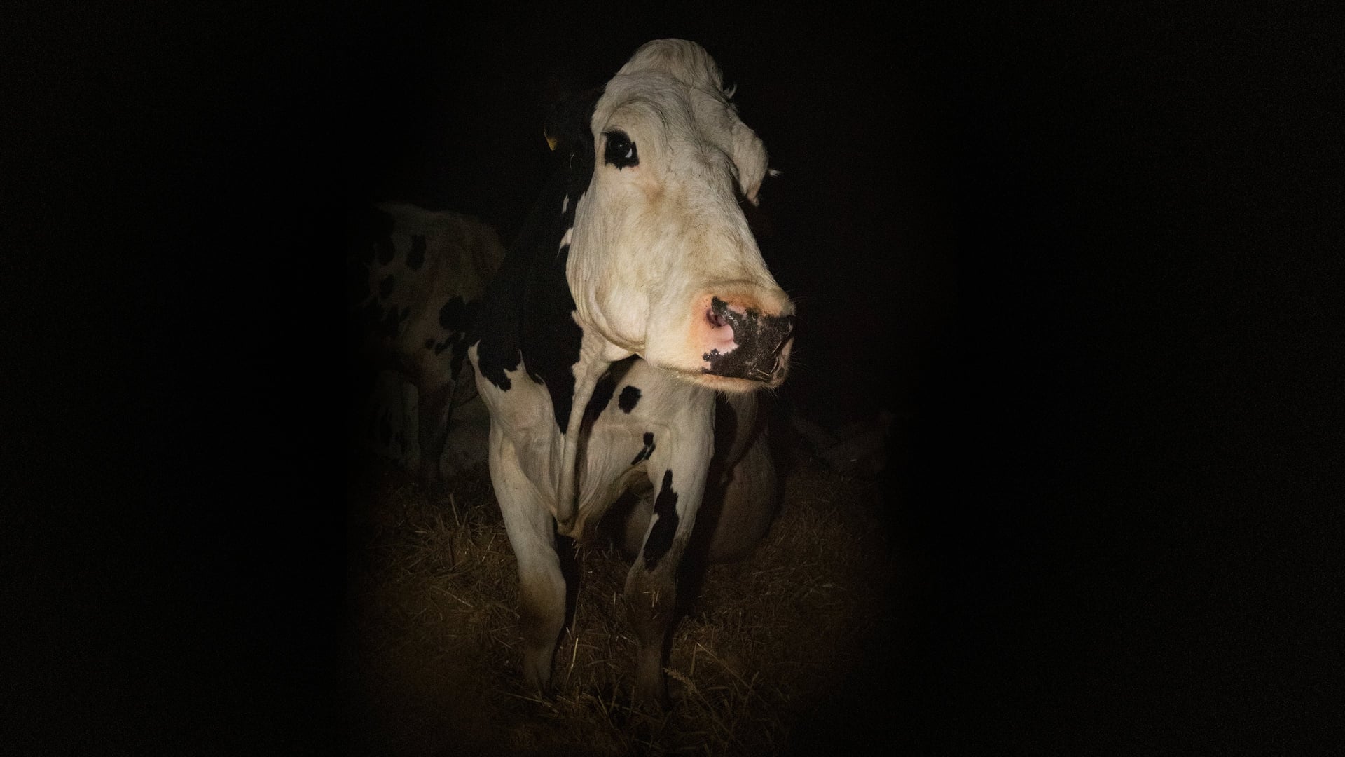Foto do filme Cow
