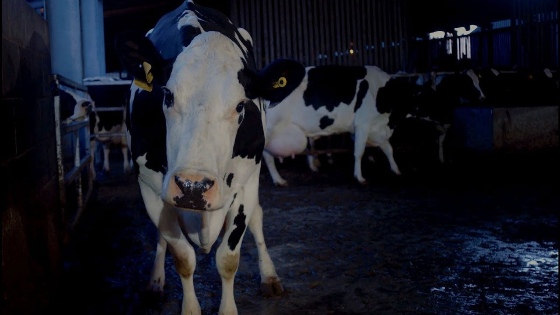 Foto do filme Cow