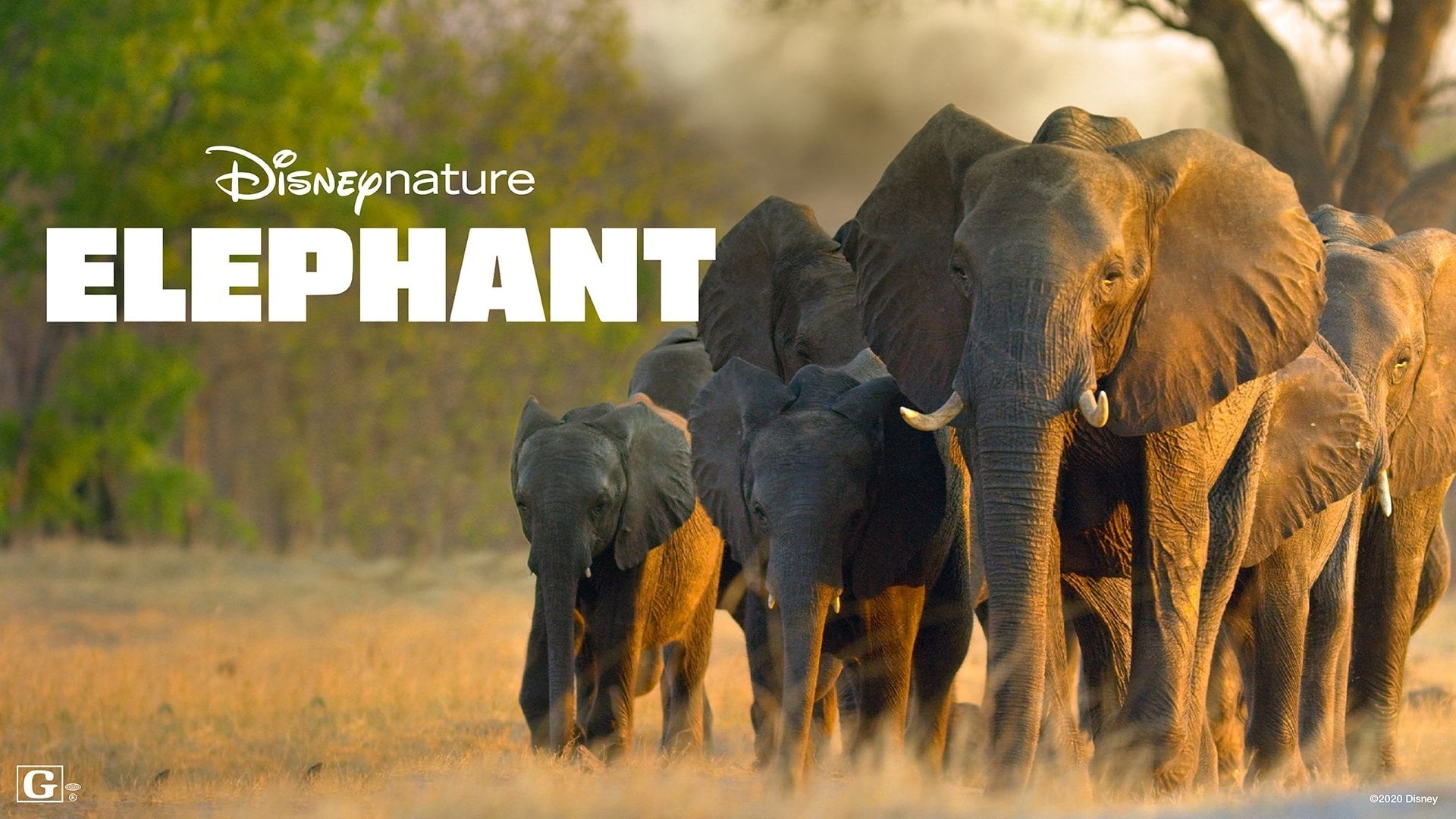 Foto do filme Elefante