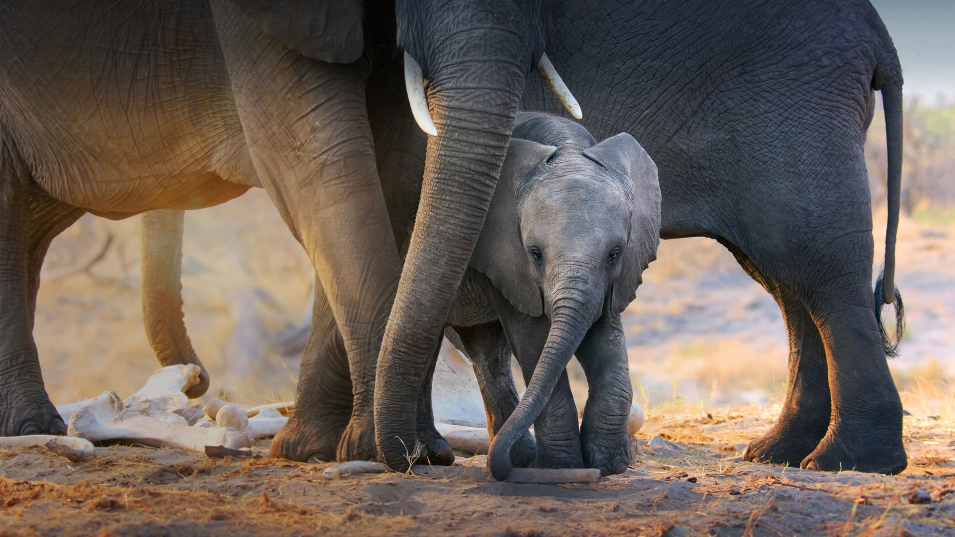 Foto do filme Elefante
