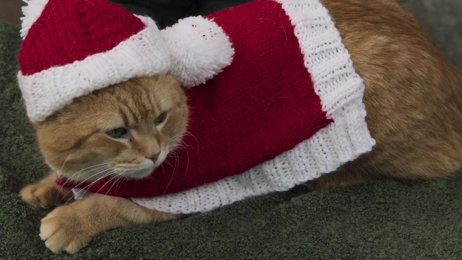 Foto do filme O Natal de James & Bob