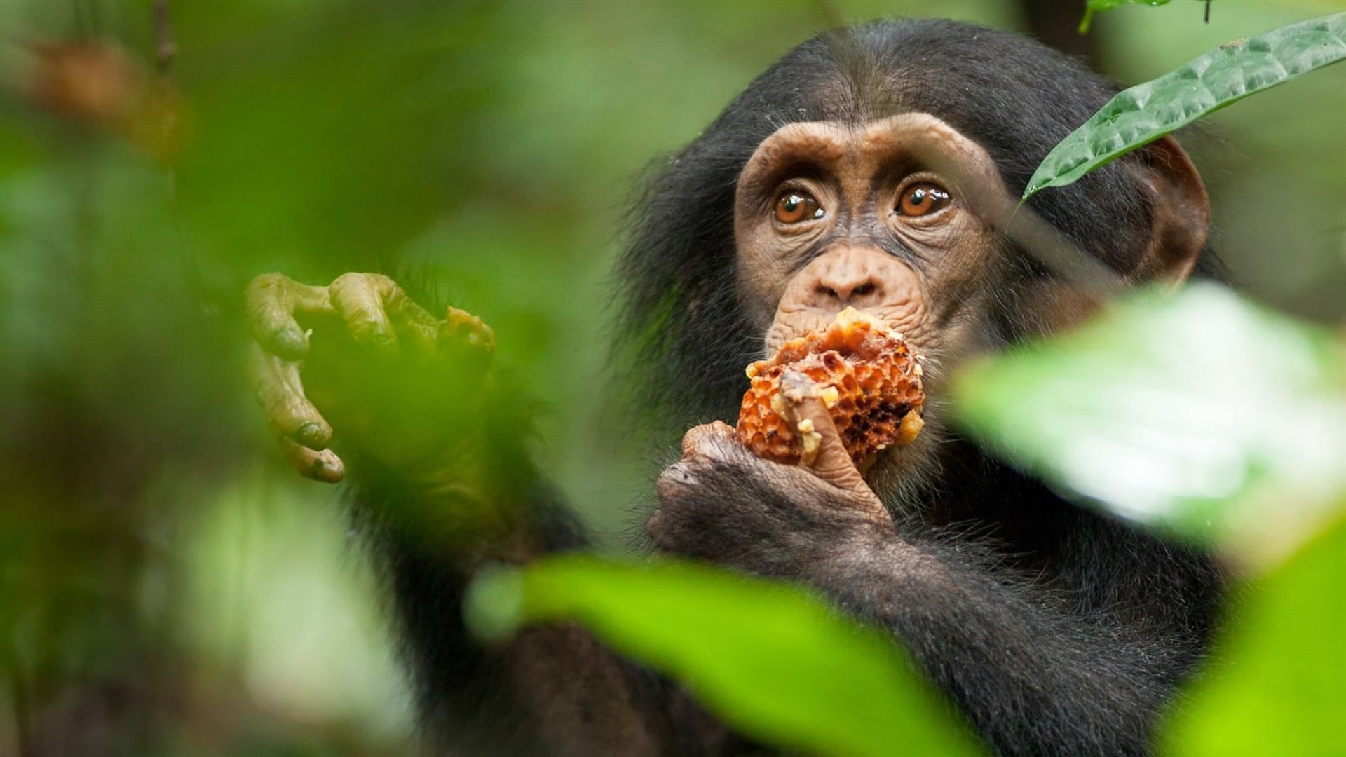 Foto do filme Chimpanzé