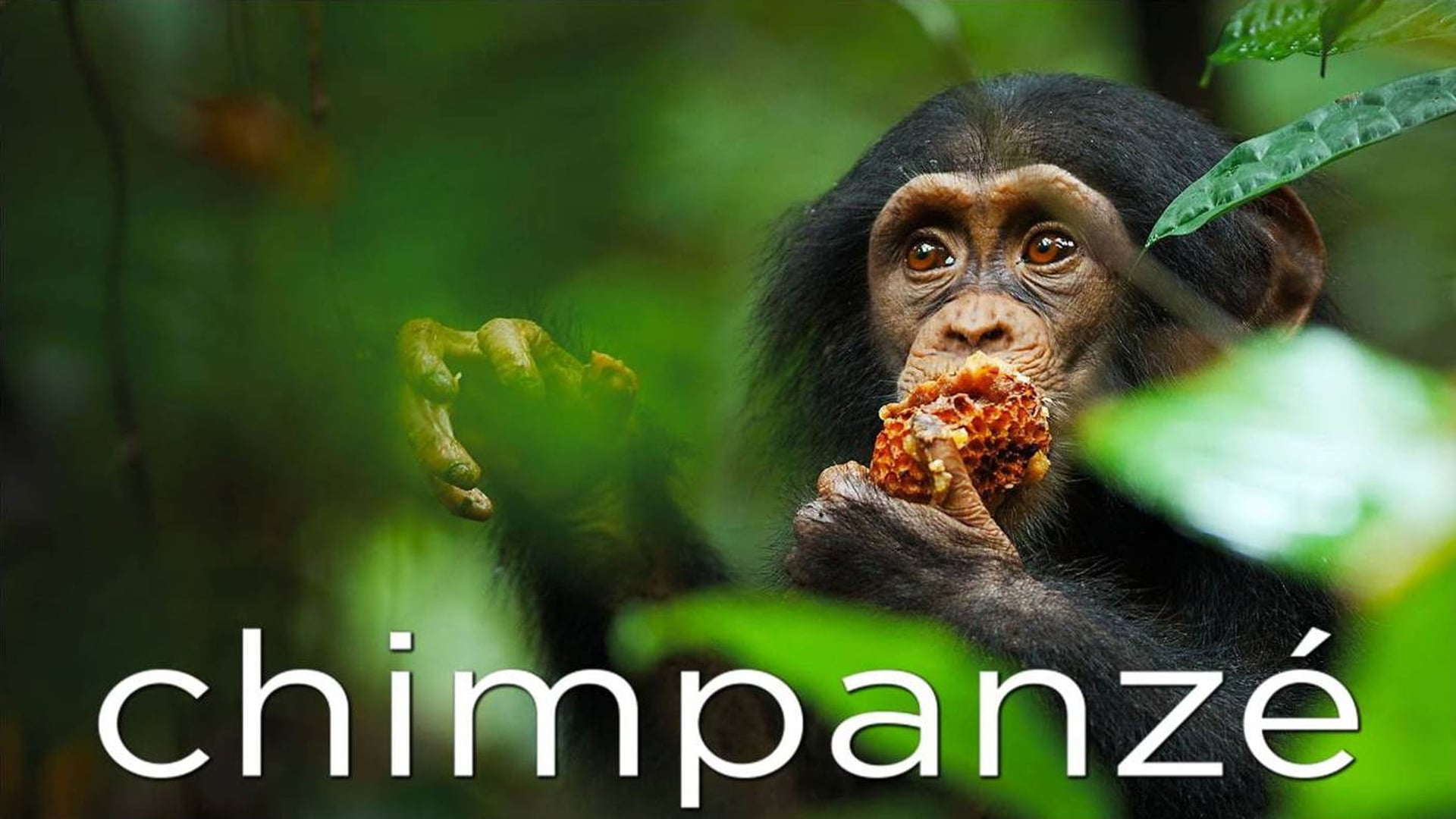 Foto do filme Chimpanzé