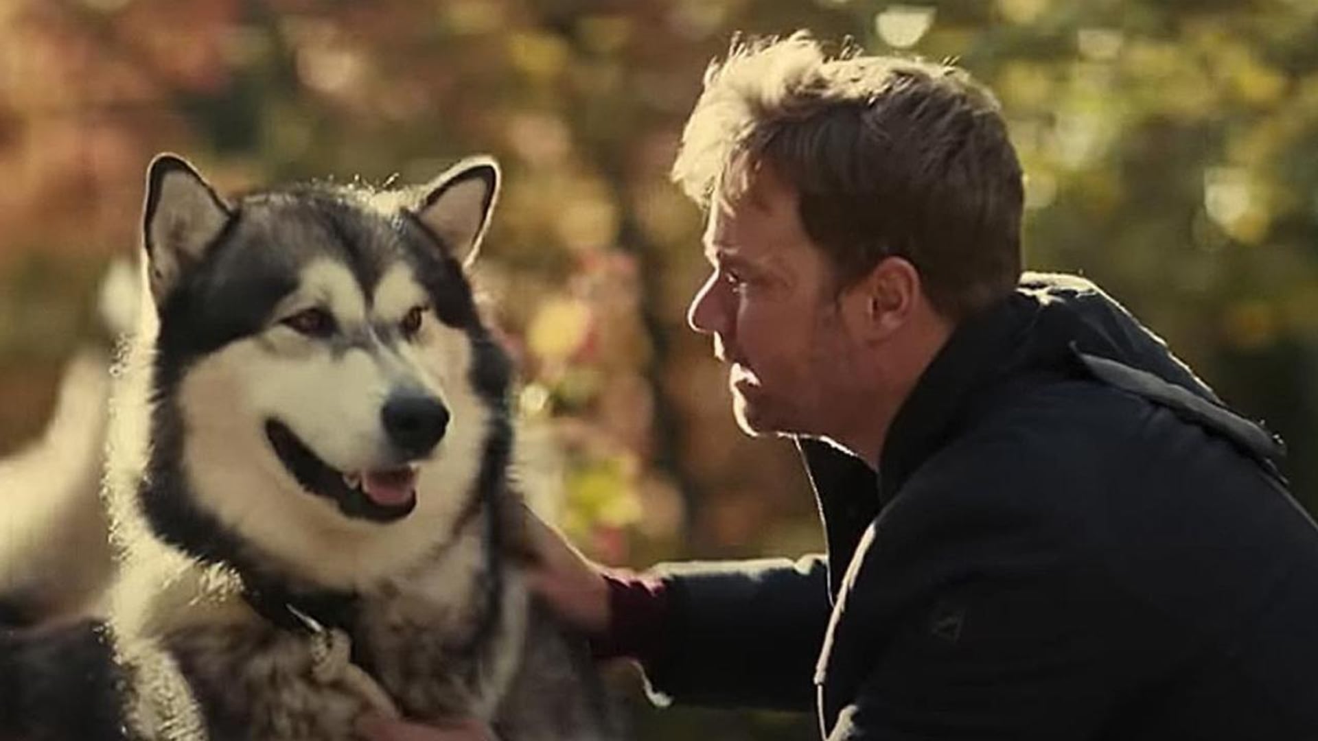 Foto do filme Hero Dog: The Journey Home