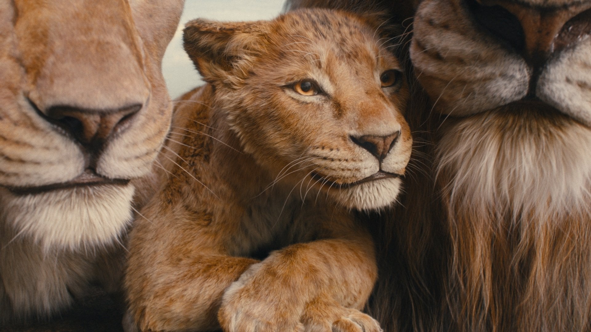 Foto do filme Mufasa: O Rei Leão