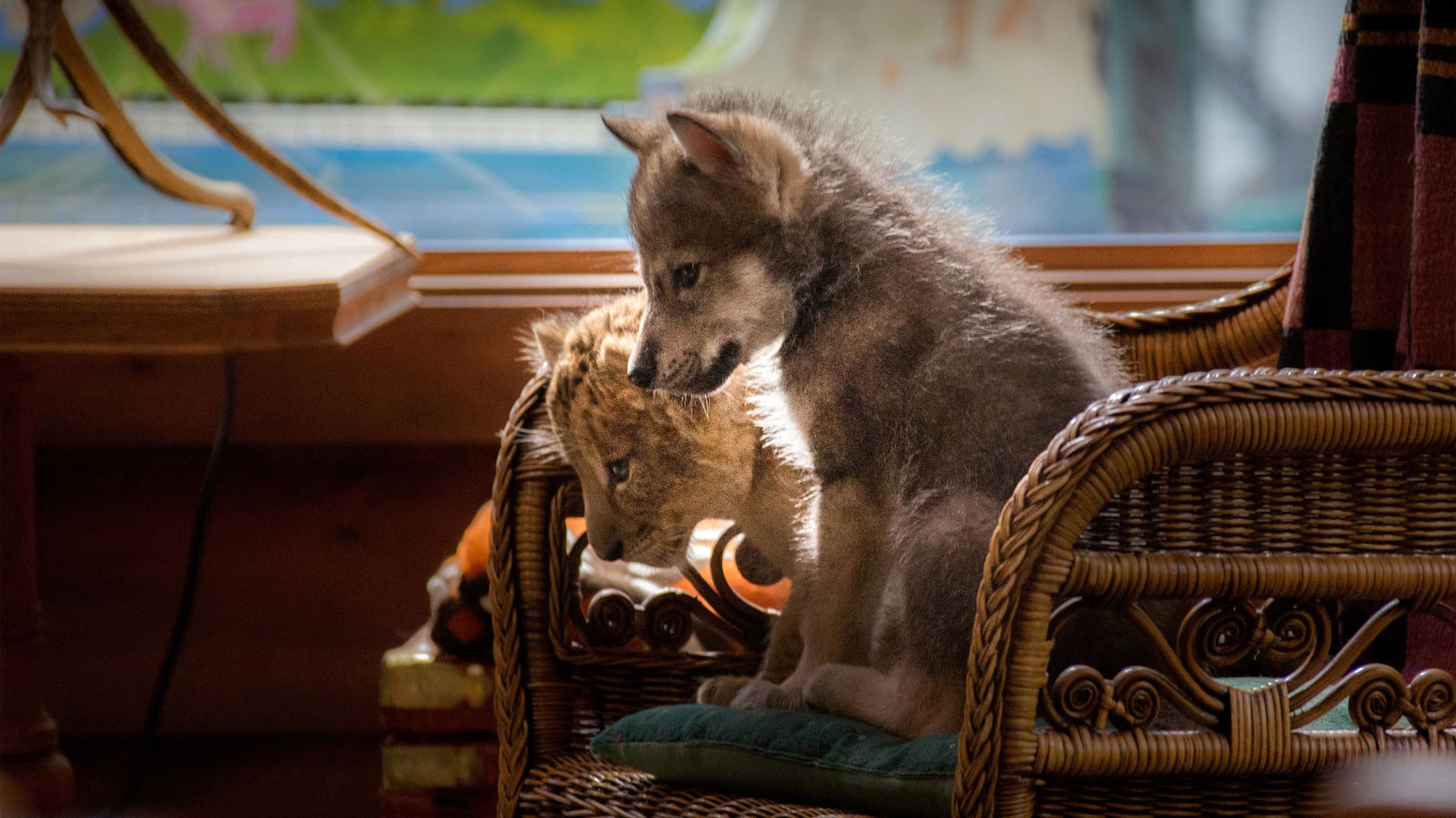Foto do filme O Lobo e o Leão