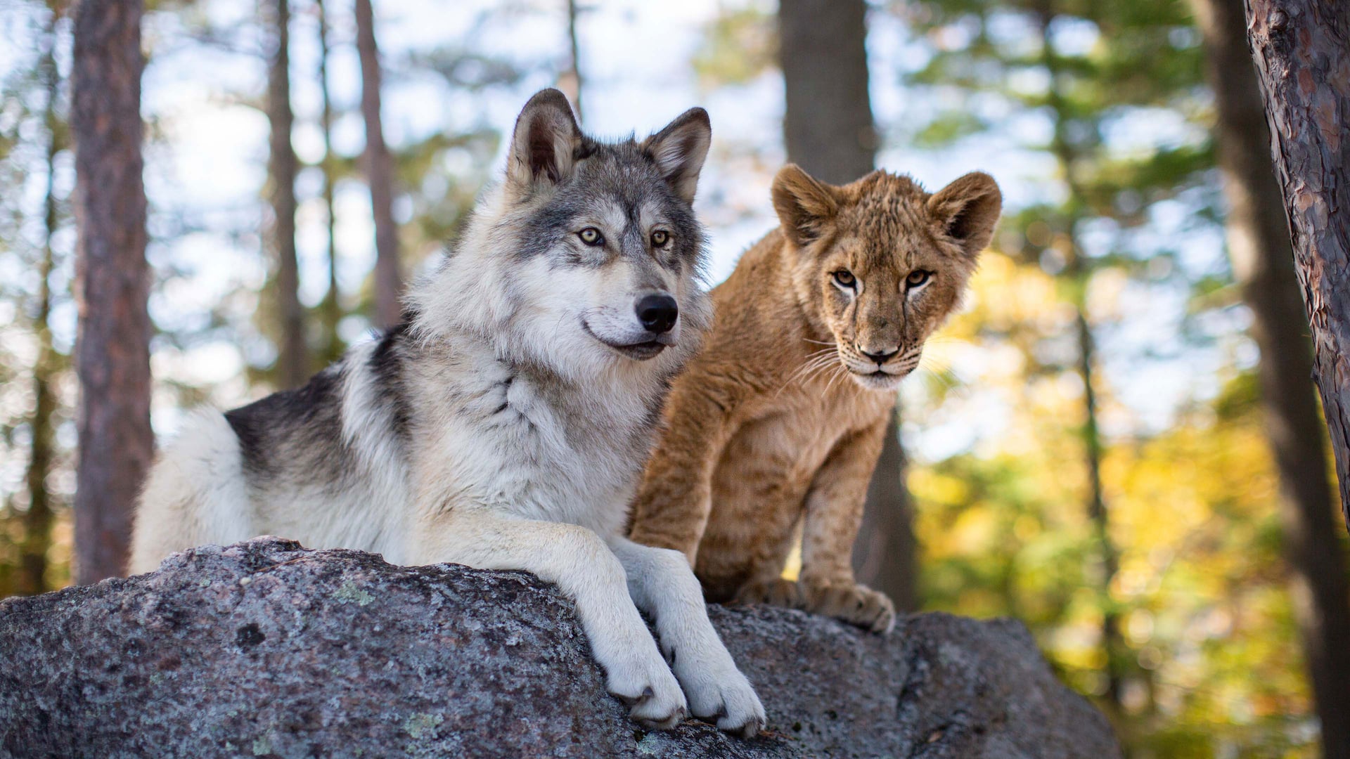 Foto do filme O Lobo e o Leão