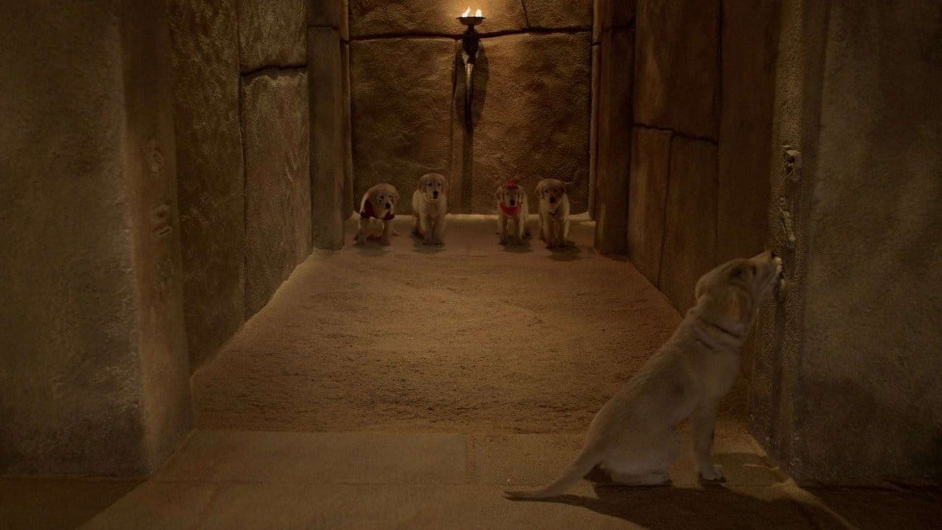 Foto do filme Treasure Buddies: Caça ao Tesouro