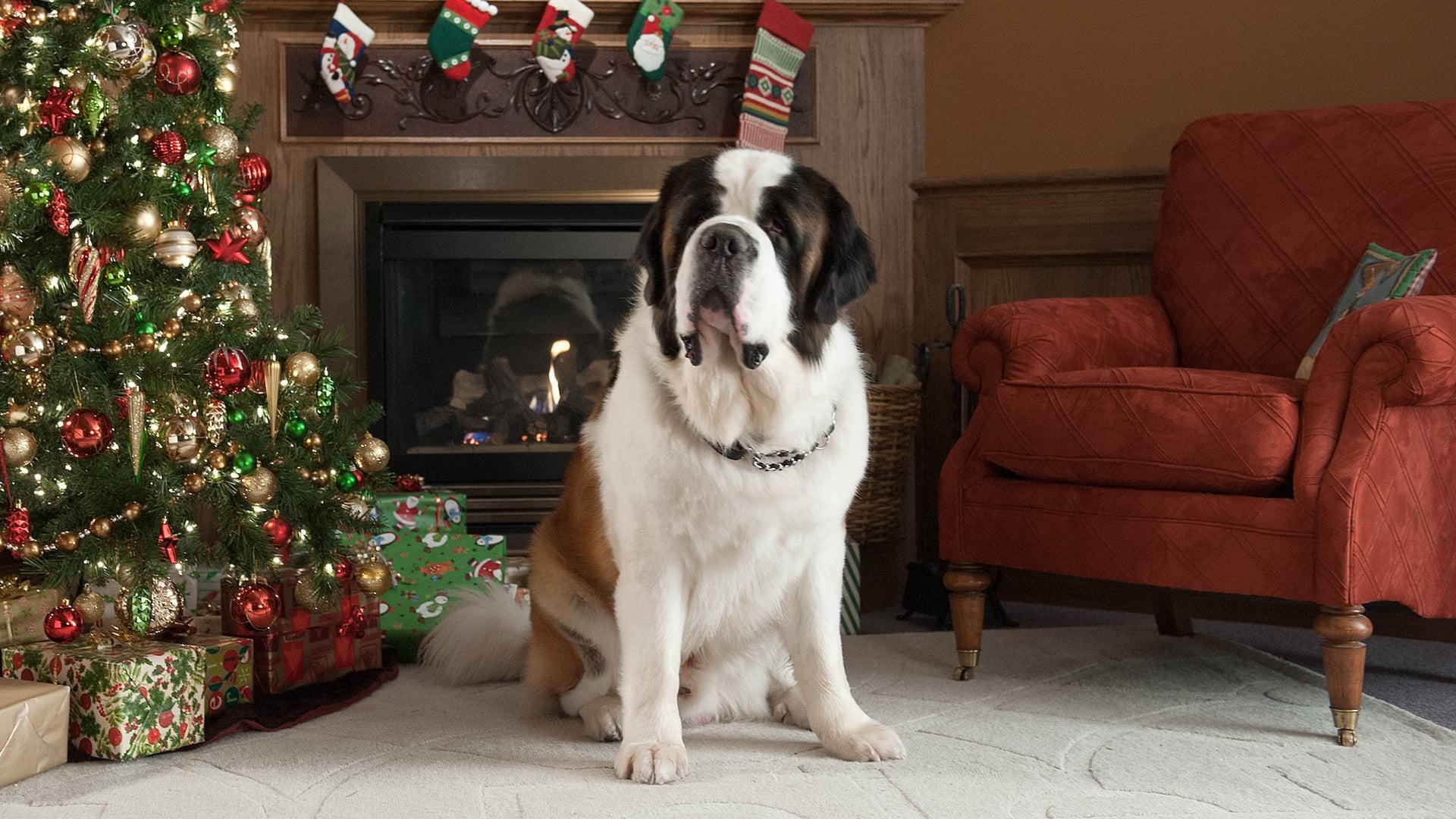 Foto do filme Beethoven: Aventura de Natal