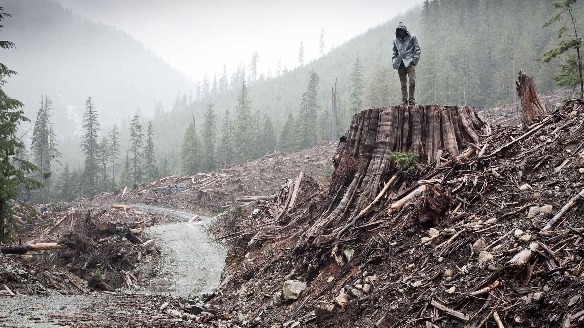 Foto do filme If a Tree Falls: A Story of the Earth Liberation Front