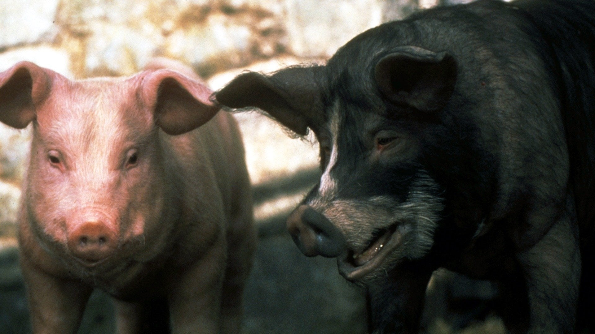 Foto do filme A Revolução dos Bichos
