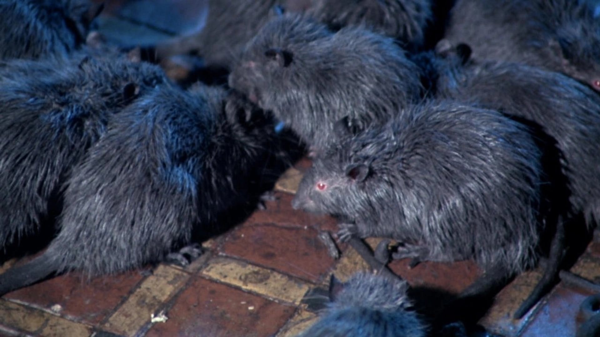 Foto do filme Ratos: A Noite do Terror