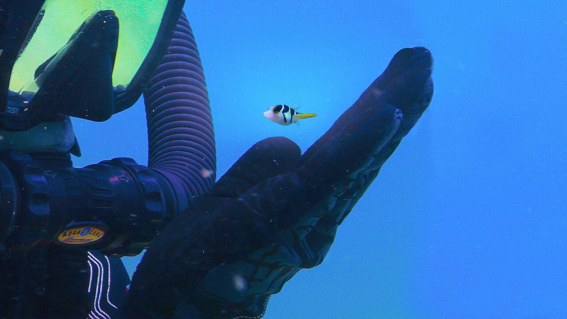 Foto do filme O Fascinante Mundo dos Corais