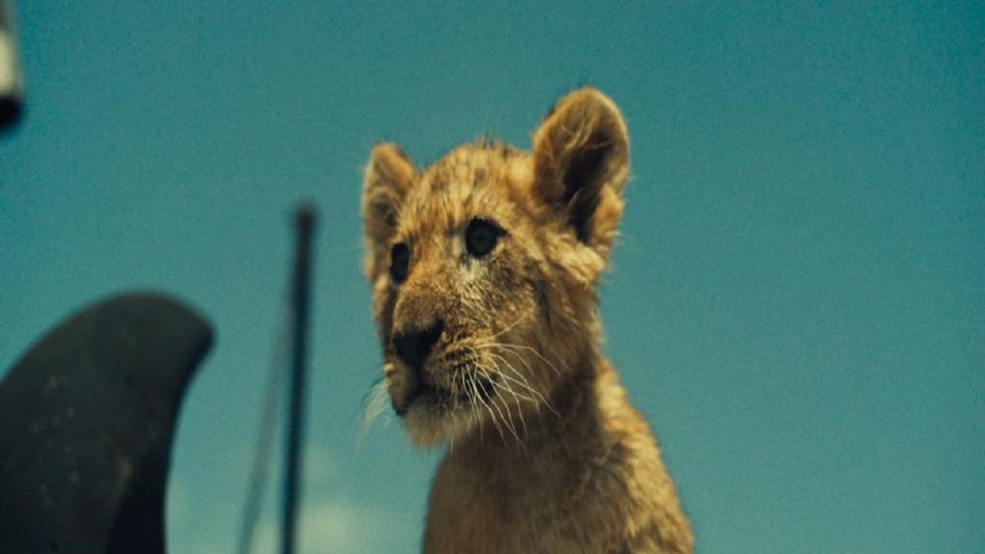 Foto do filme King - Meu Melhor Amigo