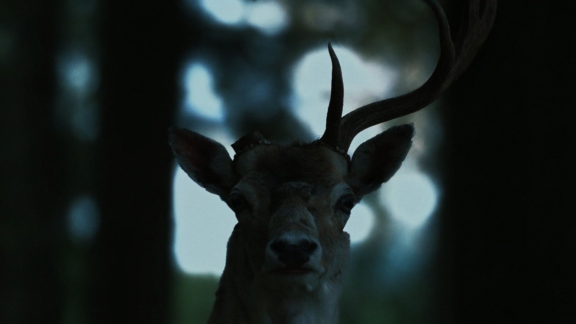 Foto do filme Uma Obsessão Desconhecida