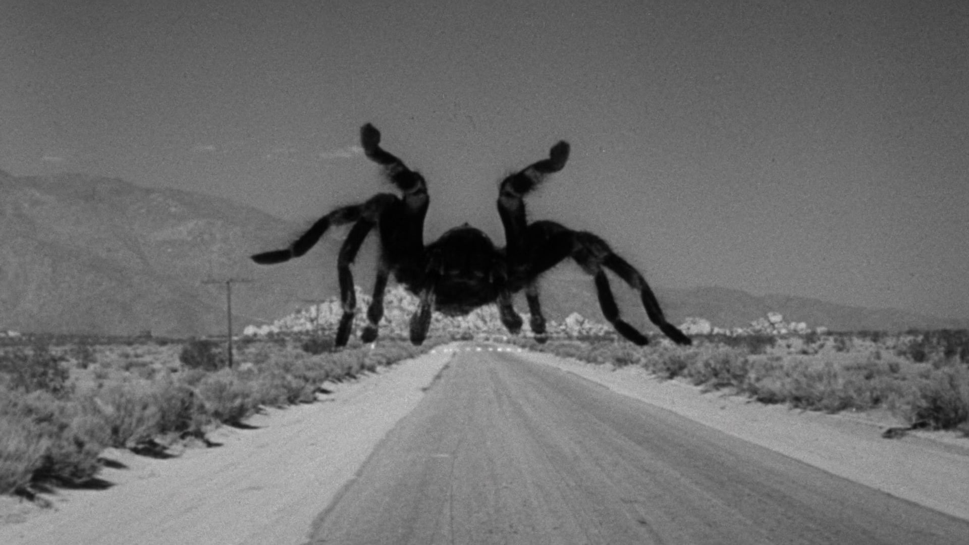 Foto do filme Tarântula!