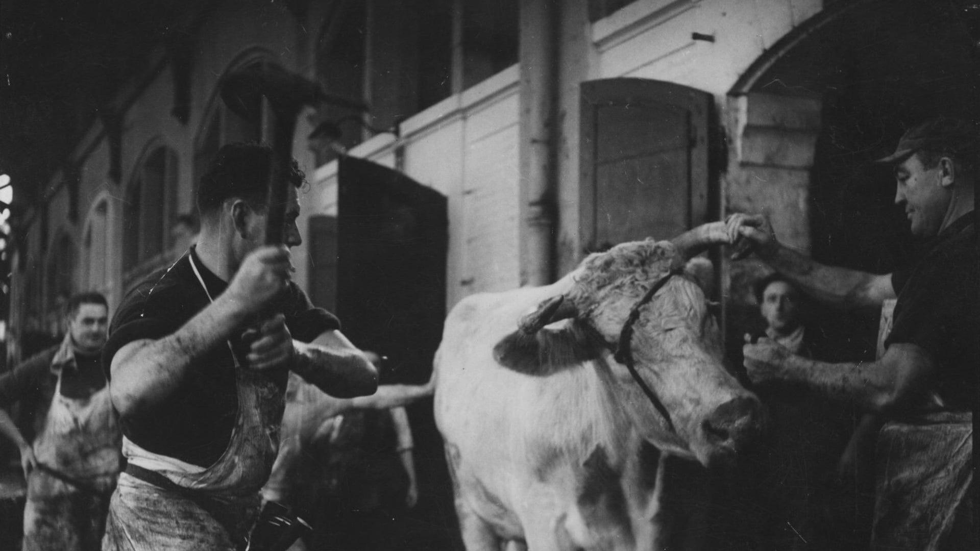 Foto do filme Le Sang des bêtes