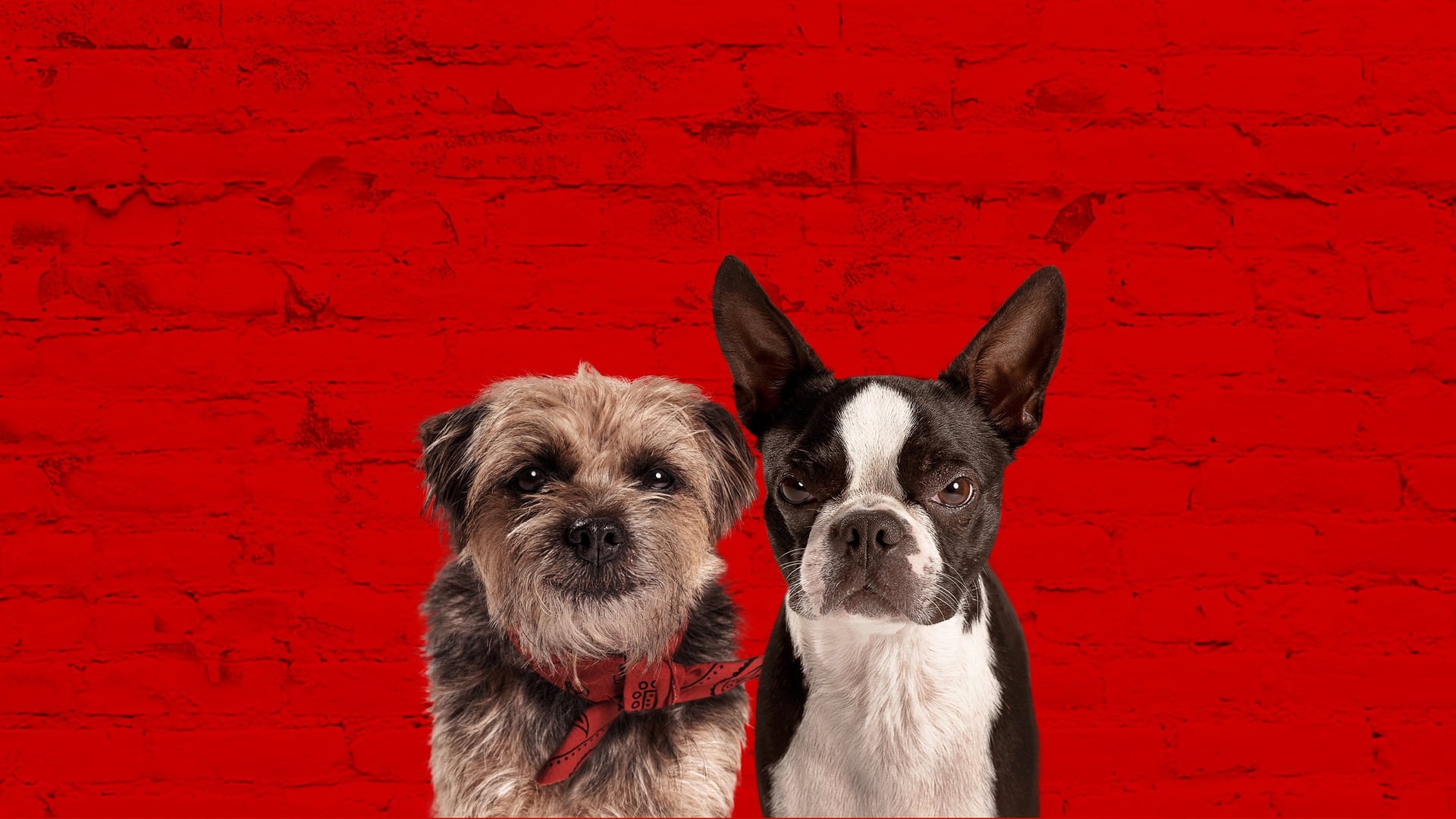 Foto do filme Ruim pra Cachorro