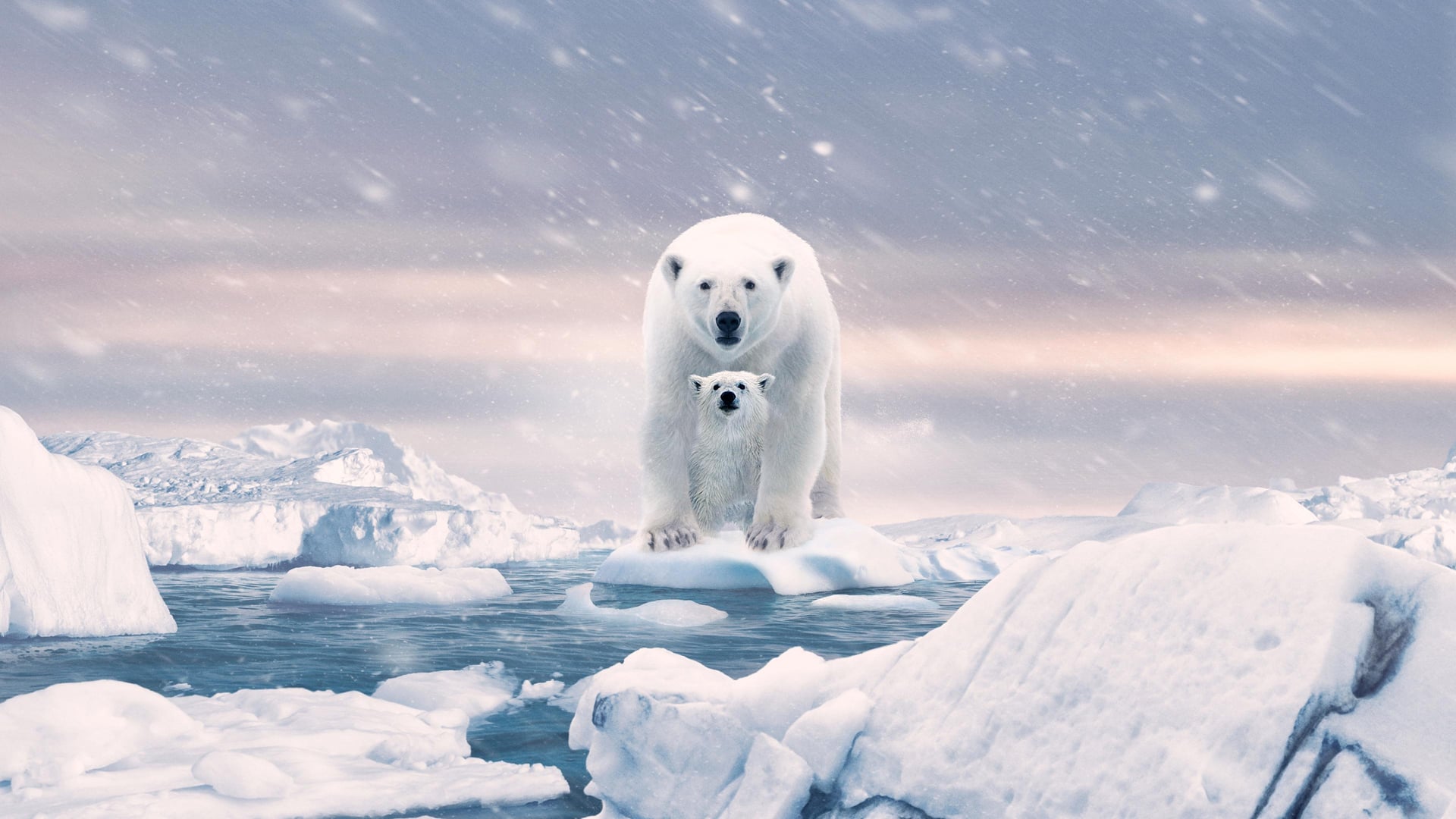 Foto do filme A Ursa Polar