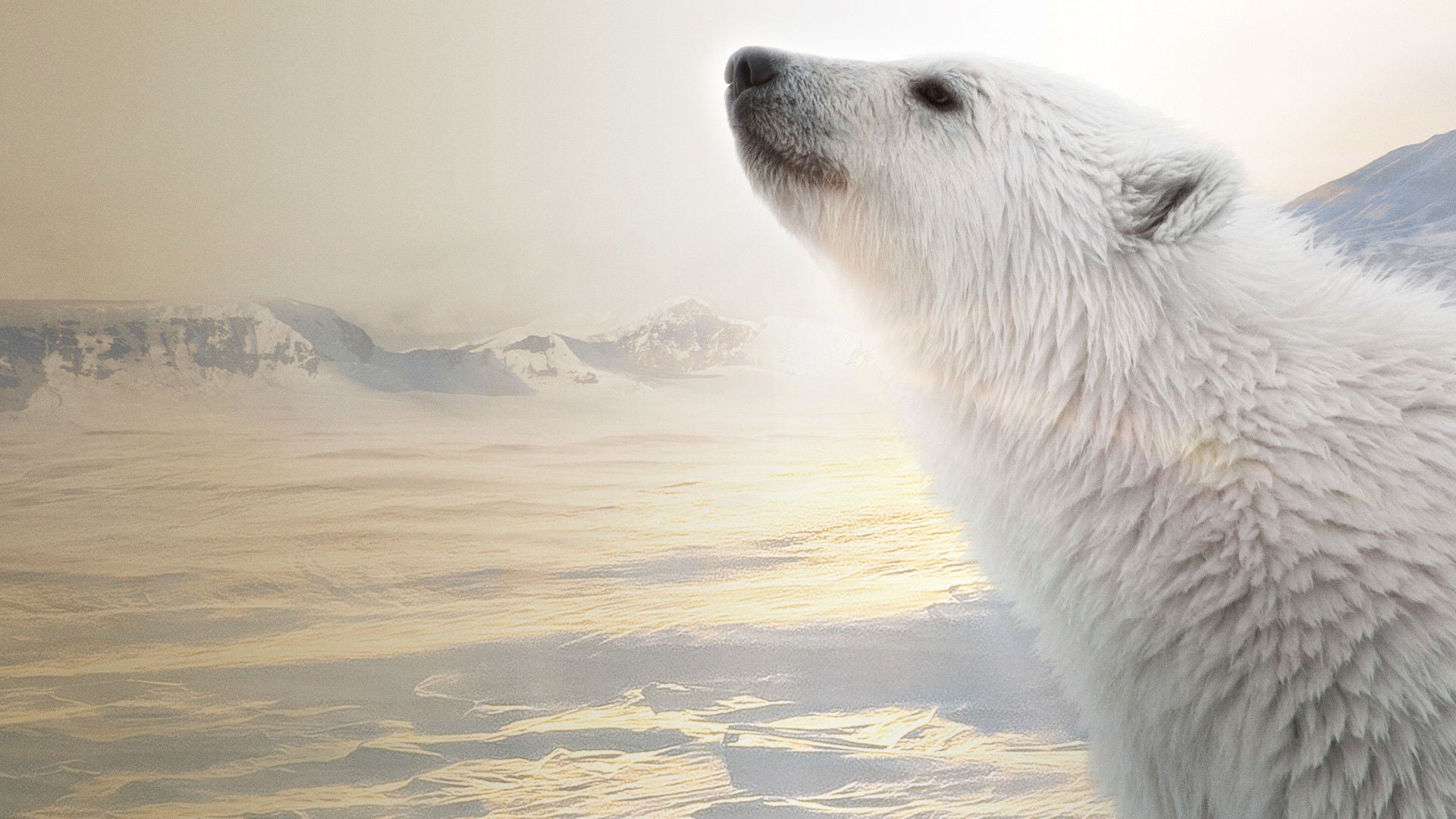 Foto do filme A Ursa Polar