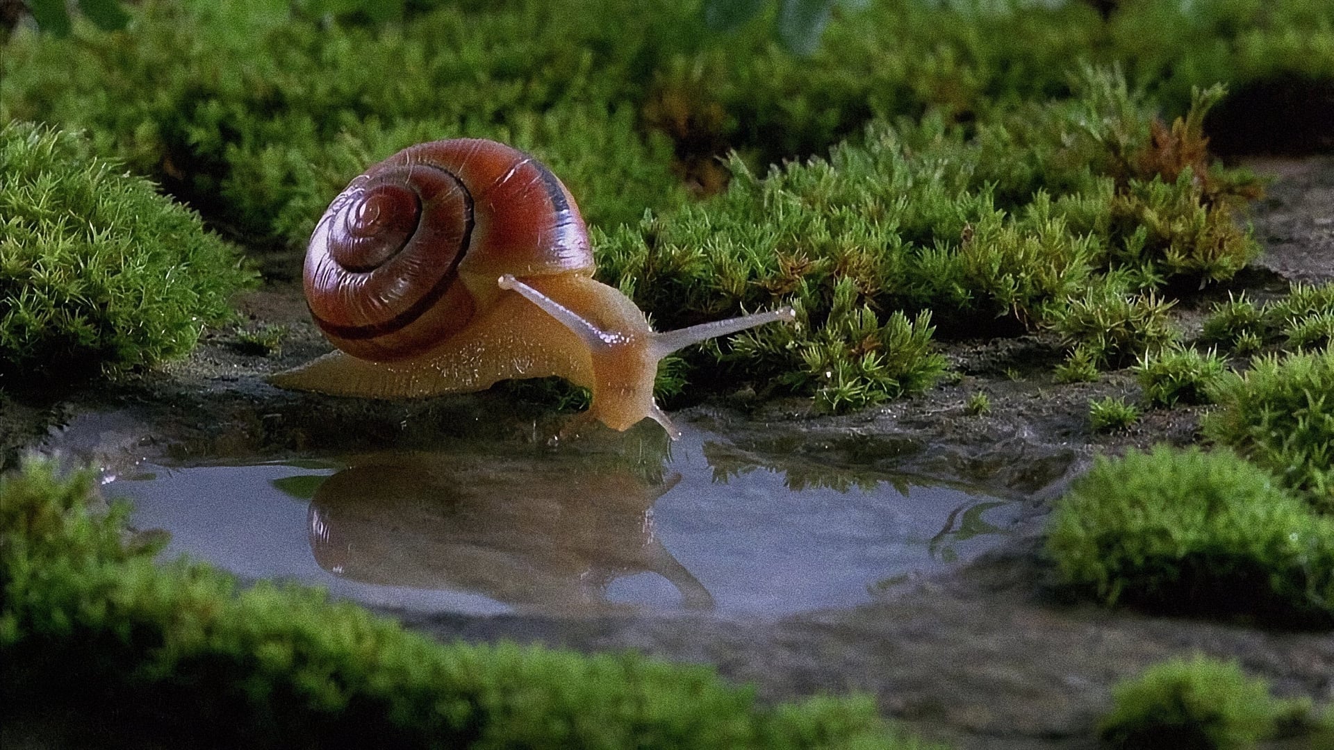 Foto do filme Microcosmos: Fantástica Aventura da Natureza