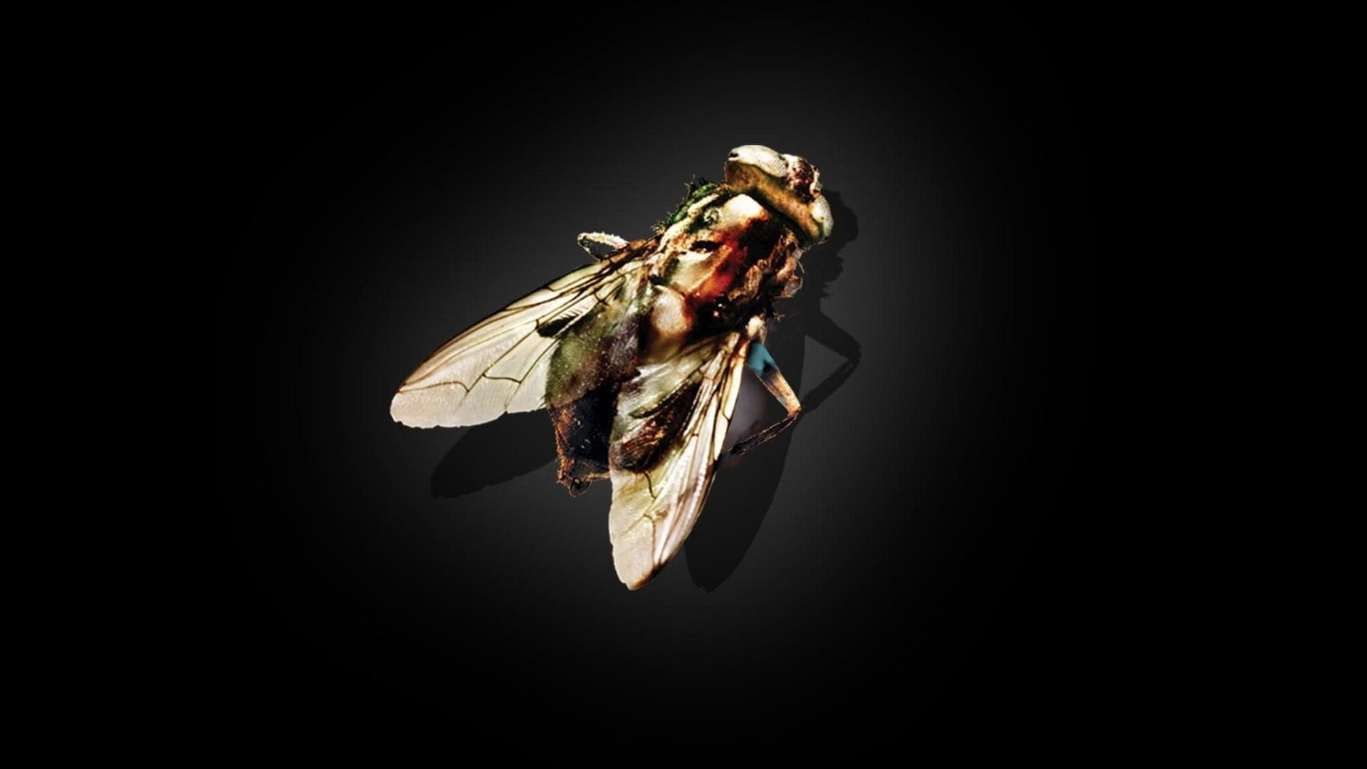 Foto do filme A Mosca