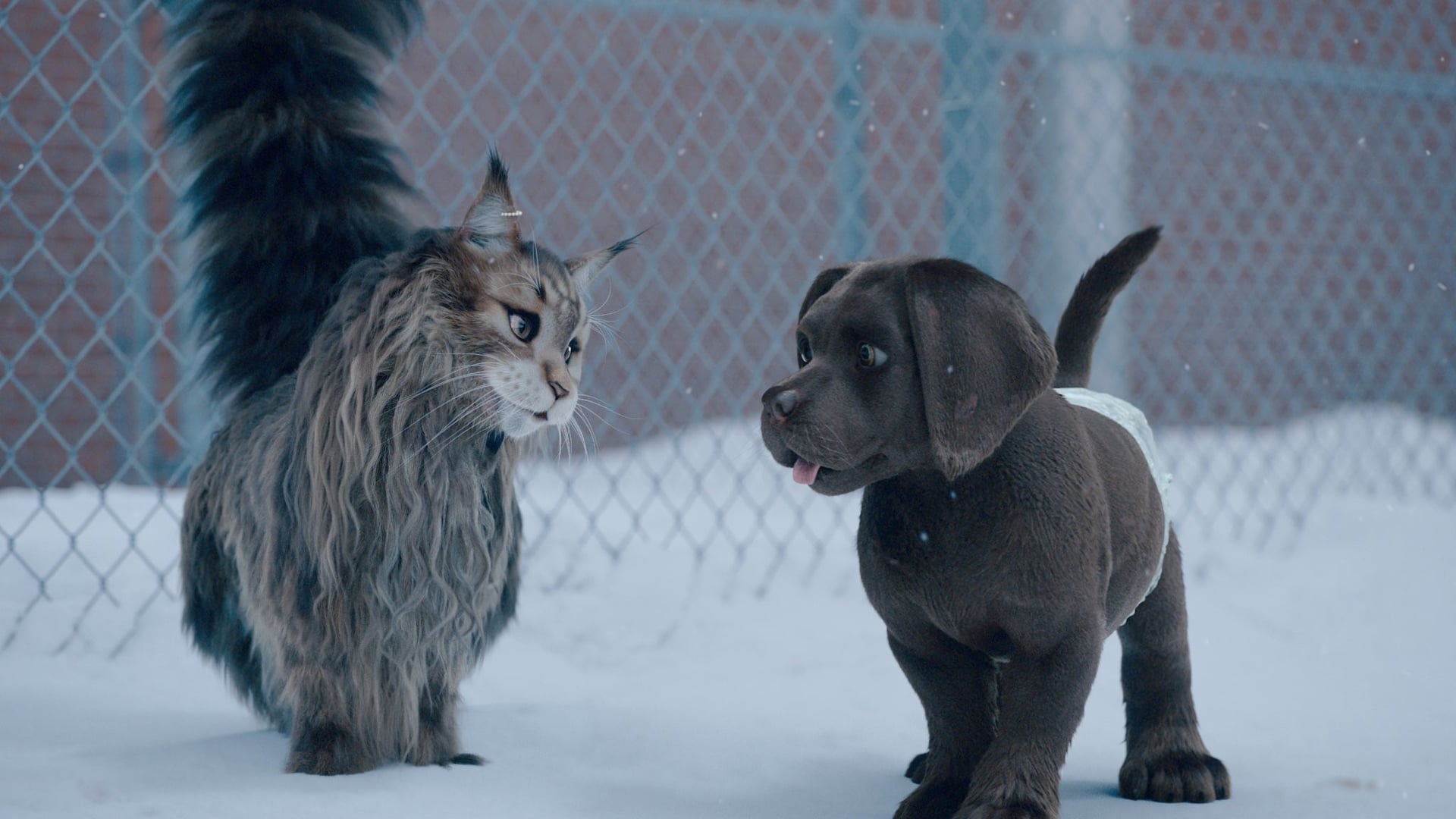 Foto do filme Cão e Gato