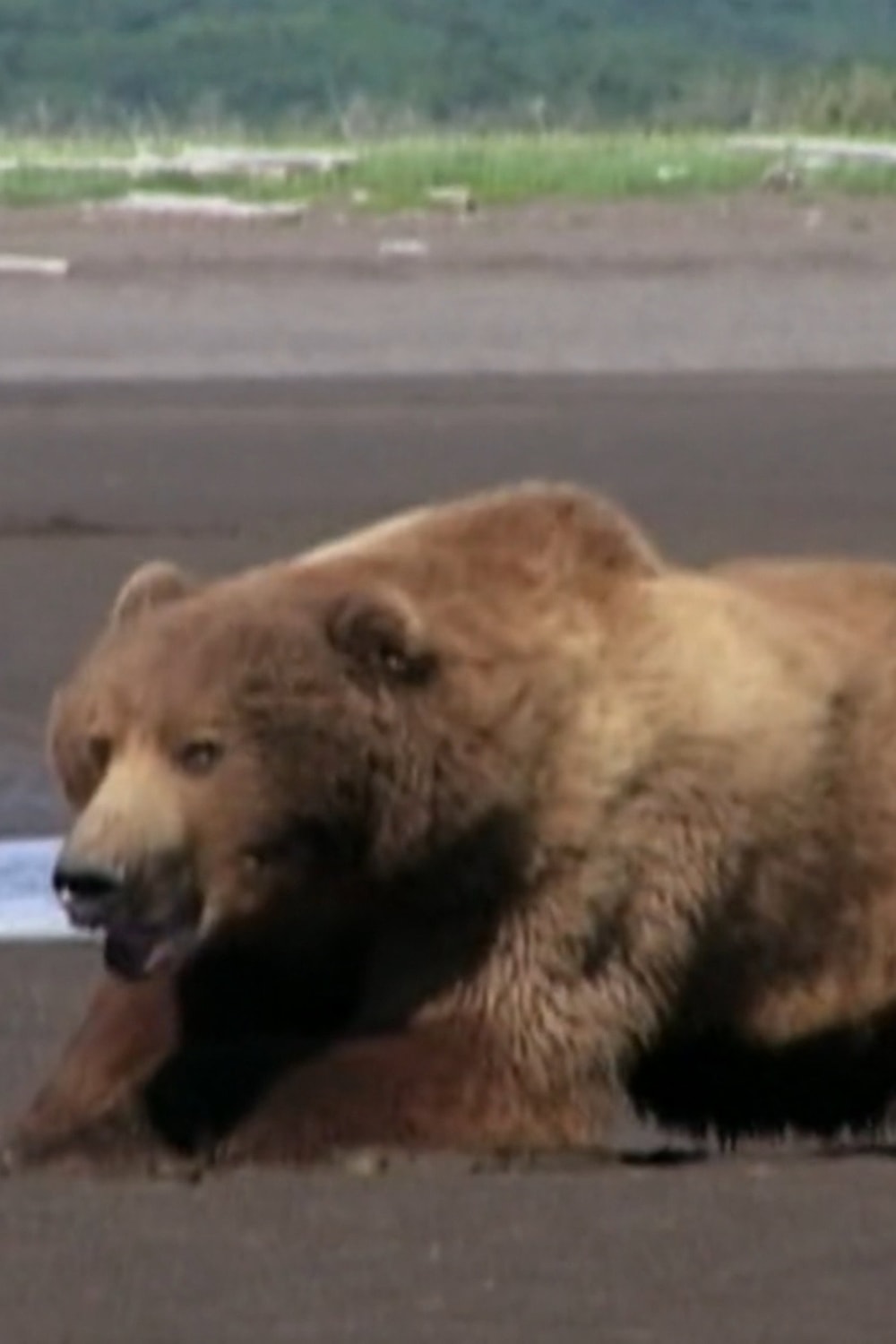 Mickey the Bear