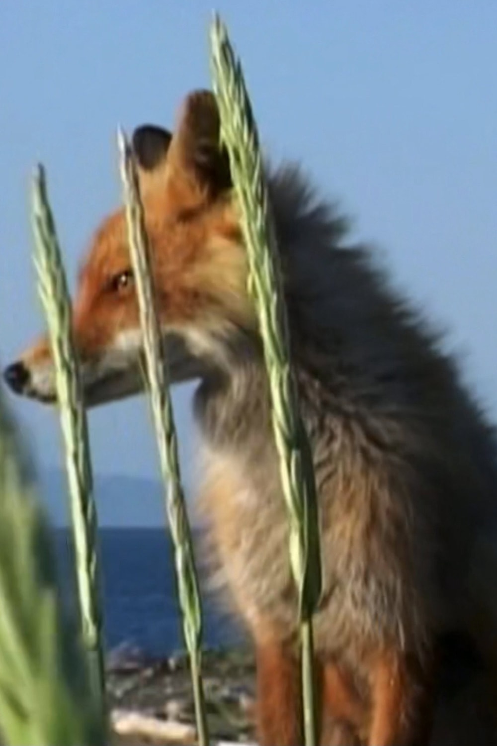 Timmy the Fox