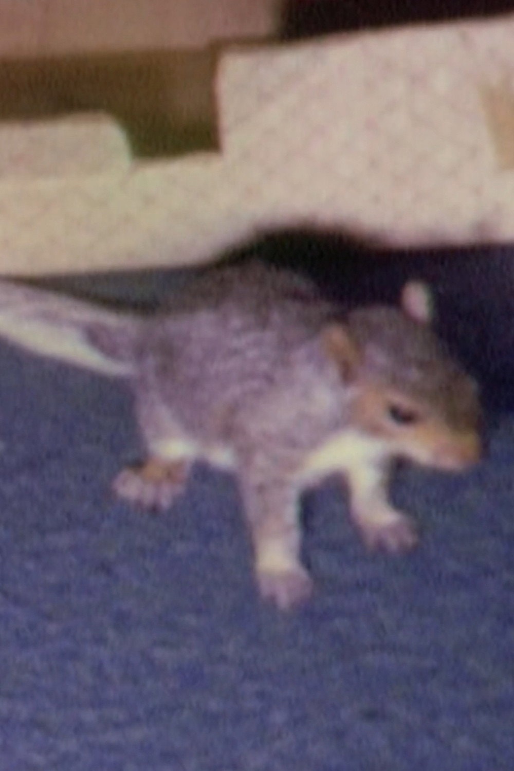 Willie the Squirrel