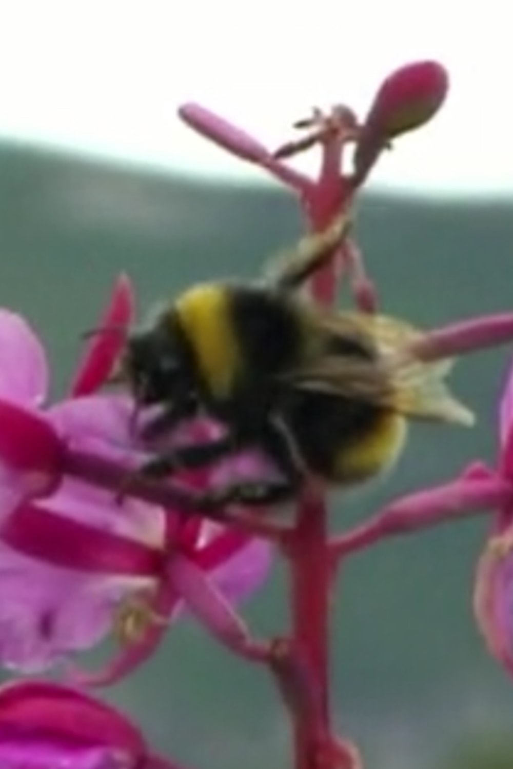 Sleeping Bumblebee