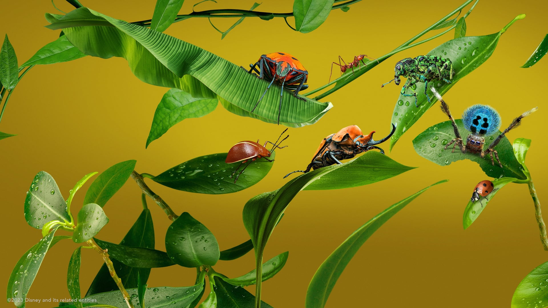 Foto do filme Uma Verdadeira Vida de Inseto