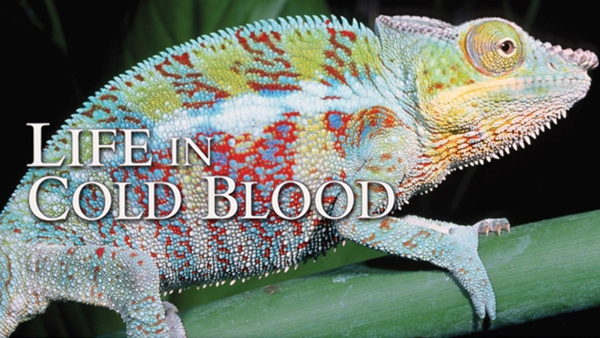 Foto do filme A Vida a Sangue Frio