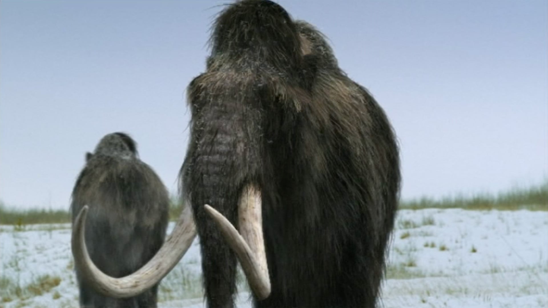 Foto do filme Walking with Beasts