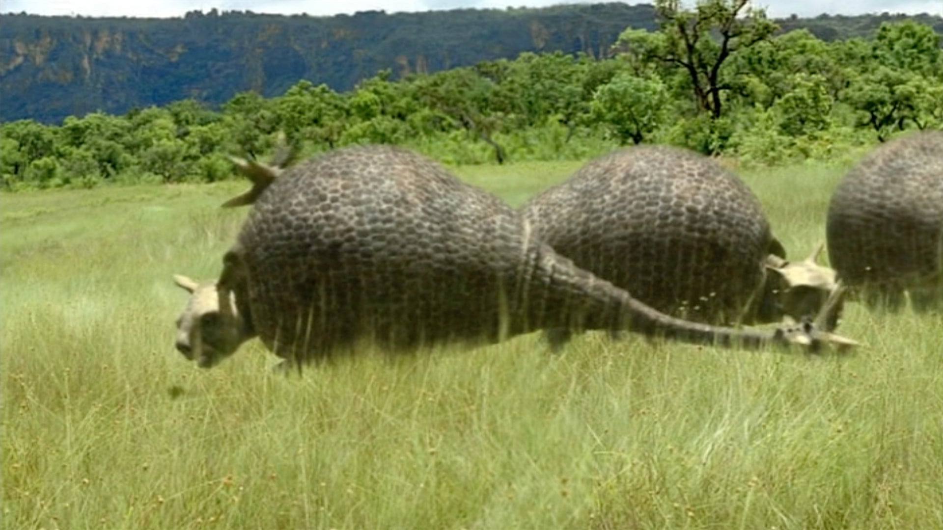 Foto do filme Walking with Beasts
