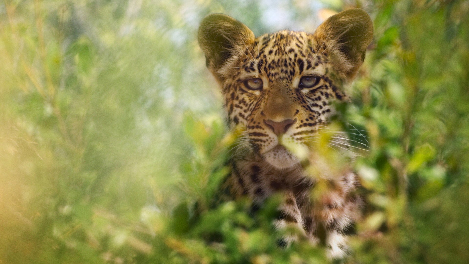 Foto do filme A Beleza Secreta dos Animais